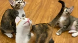 Menteri Pertahanan Prabowo Subianto Unggah Foto Tiga Kucing di International Cat Day. (Instagram.com/@prabowo) 
