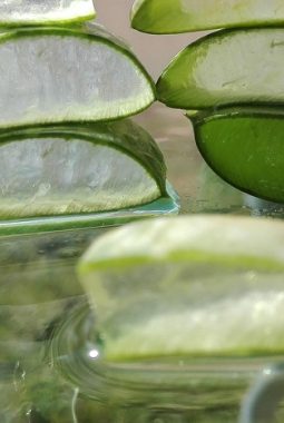 Manfaat Aloe Vera Terbukti Ilmiah: Dukungan Alami untuk Kesehatan Pencernaan